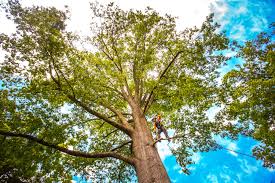 Best Tree Health Inspection  in Plattsburgh West, NY