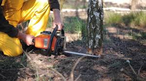 Best Fruit Tree Pruning  in Plattsburgh West, NY