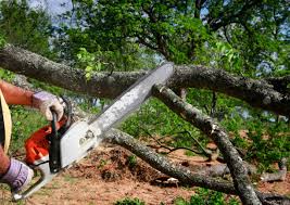 Best Tree Cabling and Bracing  in Plattsburgh West, NY
