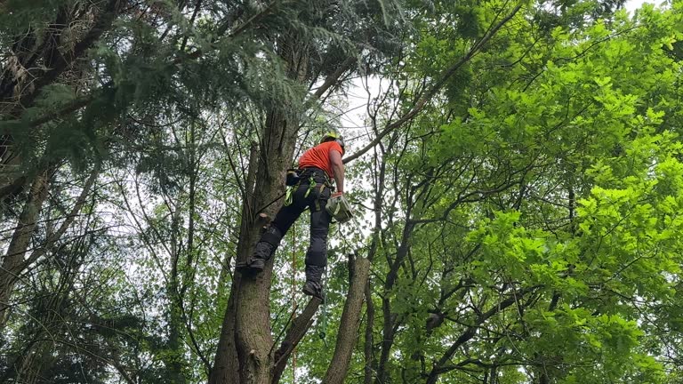 Best Tree Removal  in Plattsburgh West, NY