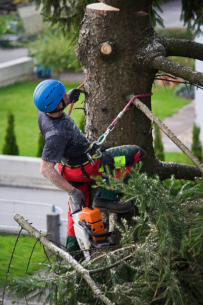 Plattsburgh West, NY Tree Removal Company
