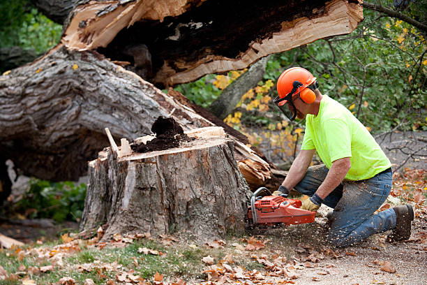 Best Root Management and Removal  in Plattsburgh West, NY