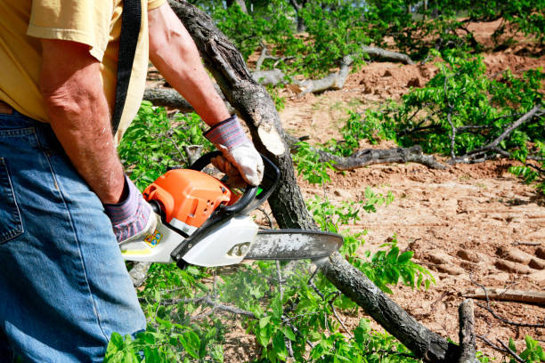 Best Tree Risk Assessment  in Plattsburgh West, NY